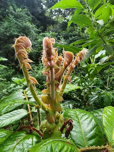 Bush tucker photograph from the Mt Pinbarren Nature Retreat gallery, dated 24 April 2022, 9:21 am.