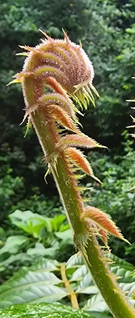 Bush tucker photograph from the Mt Pinbarren Nature Retreat gallery, dated 24 April 2022, 9:21 am.