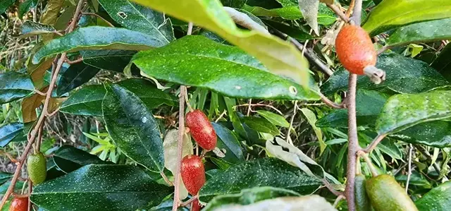 Bush tucker photograph from the Mt Pinbarren Nature Retreat gallery, dated 28 August 2023, 7:09 am.