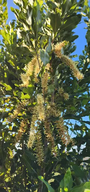Bush tucker photograph from the Mt Pinbarren Nature Retreat gallery, dated 28 August 2023, 7:38 am.