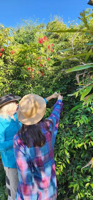 Bush tucker photograph from the Mt Pinbarren Nature Retreat gallery, dated 17 September 2023, 8:55 am.
