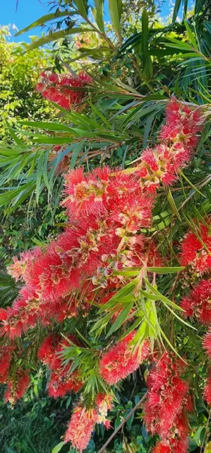 Bush tucker photograph from the Mt Pinbarren Nature Retreat gallery, dated 27 September 2023, 9:18 am.