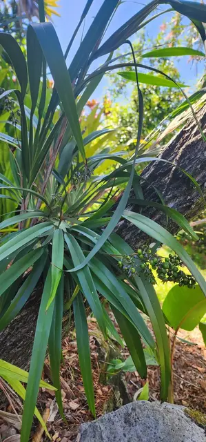 Bush tucker photograph from the Mt Pinbarren Nature Retreat gallery, dated 27 September 2023, 9:20 am.