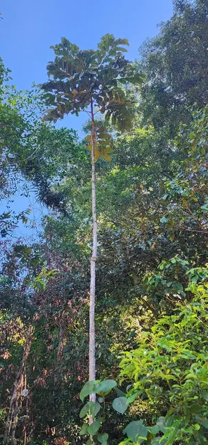 Bush tucker photograph from the Mt Pinbarren Nature Retreat gallery, dated 27 September 2023, 9:27 am.