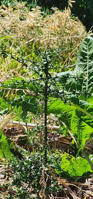 Bush tucker photograph from the Mt Pinbarren Nature Retreat gallery, dated 27 September 2023, 9:31 am.