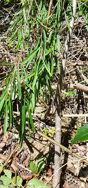 Bush tucker photograph from the Mt Pinbarren Nature Retreat gallery, dated 27 September 2023, 9:38 am.