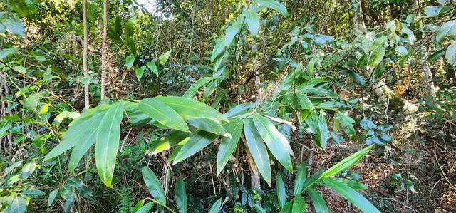 Bush tucker photograph from the Mt Pinbarren Nature Retreat gallery, dated 27 September 2023, 9:40 am.