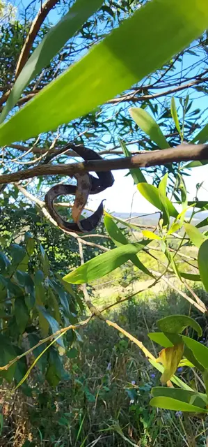Bush tucker photograph from the Mt Pinbarren Nature Retreat gallery, dated 27 September 2023, 9:44 am.