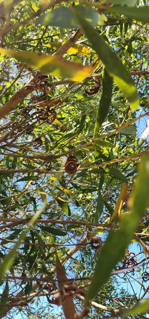 Bush tucker photograph from the Mt Pinbarren Nature Retreat gallery, dated 27 September 2023, 9:44 am.