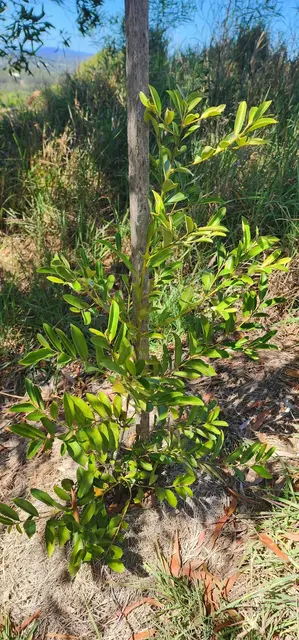 Bush tucker photograph from the Mt Pinbarren Nature Retreat gallery, dated 27 September 2023, 9:44 am.