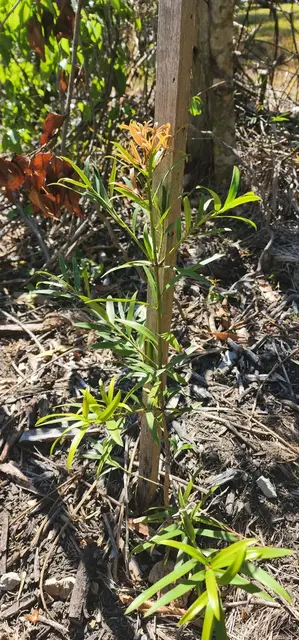 Bush tucker photograph from the Mt Pinbarren Nature Retreat gallery, dated 27 September 2023, 10:16 am.