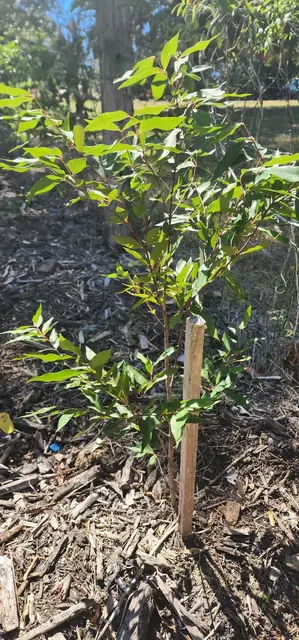 Bush tucker photograph from the Mt Pinbarren Nature Retreat gallery, dated 27 September 2023, 10:16 am.