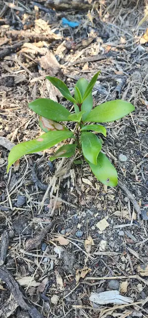 Bush tucker photograph from the Mt Pinbarren Nature Retreat gallery, dated 27 September 2023, 10:16 am.