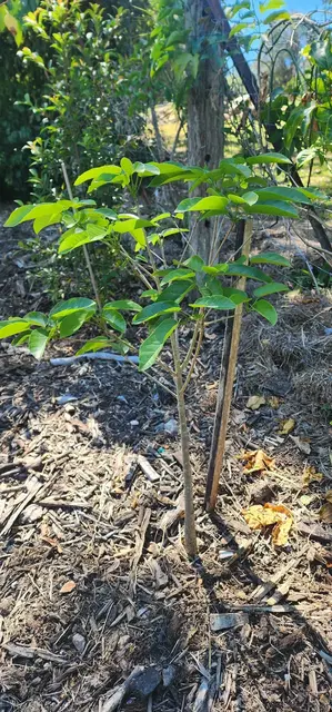 Bush tucker photograph from the Mt Pinbarren Nature Retreat gallery, dated 27 September 2023, 10:17 am.