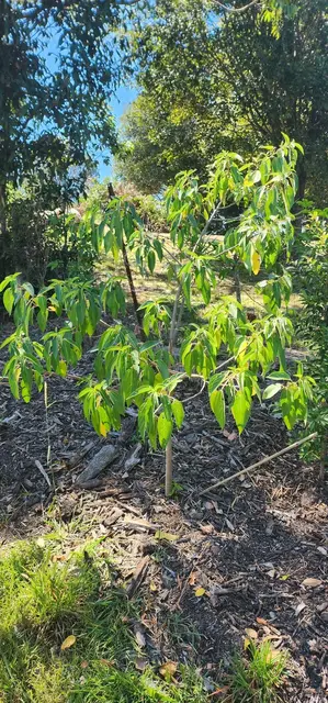 Bush tucker photograph from the Mt Pinbarren Nature Retreat gallery, dated 27 September 2023, 10:17 am.
