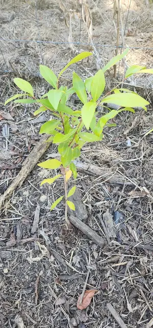 Bush tucker photograph from the Mt Pinbarren Nature Retreat gallery, dated 27 September 2023, 10:17 am.