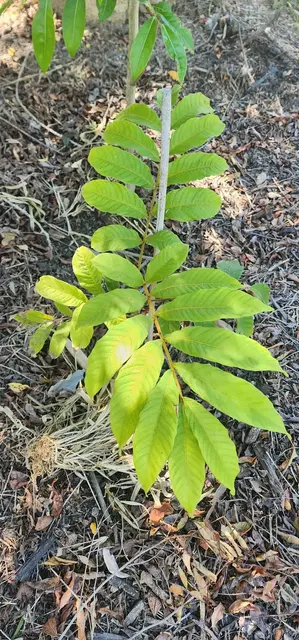 Bush tucker photograph from the Mt Pinbarren Nature Retreat gallery, dated 27 September 2023, 10:18 am.