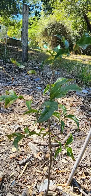 Bush tucker photograph from the Mt Pinbarren Nature Retreat gallery, dated 27 September 2023, 10:18 am.