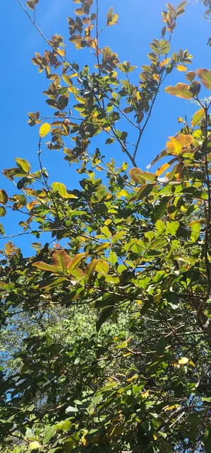Bush tucker photograph from the Mt Pinbarren Nature Retreat gallery, dated 27 September 2023, 10:19 am.