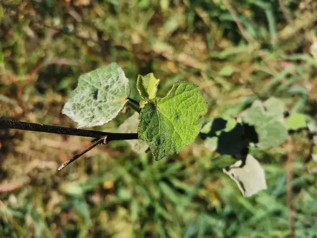 Bush tucker photograph from the Mt Pinbarren Nature Retreat gallery, dated 13 October 2019, 8:32 am.