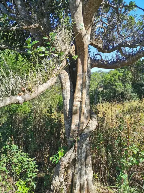 Bush tucker photograph from the Mt Pinbarren Nature Retreat gallery, dated 13 October 2019, 8:34 am.