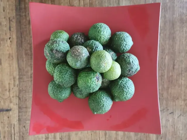 Bush tucker photograph from the Mt Pinbarren Nature Retreat gallery, dated 10 April 2020, 12:52 pm.