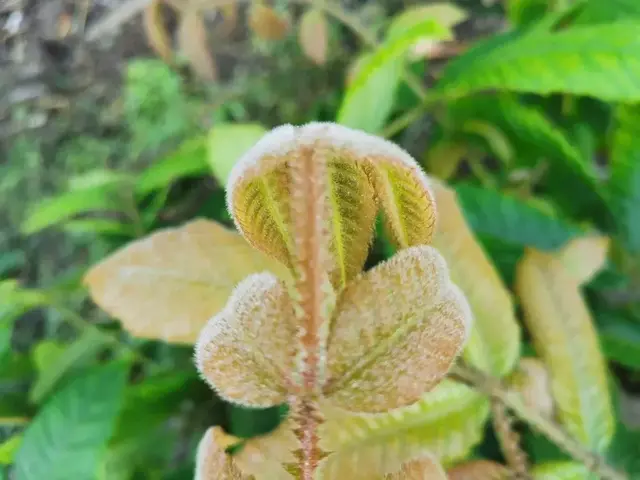 Bush tucker photograph from the Mt Pinbarren Nature Retreat gallery, dated 13 August 2020, 6:58 am.