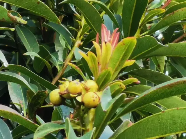 Bush tucker photograph from the Mt Pinbarren Nature Retreat gallery, dated 13 August 2020, 7:04 am.