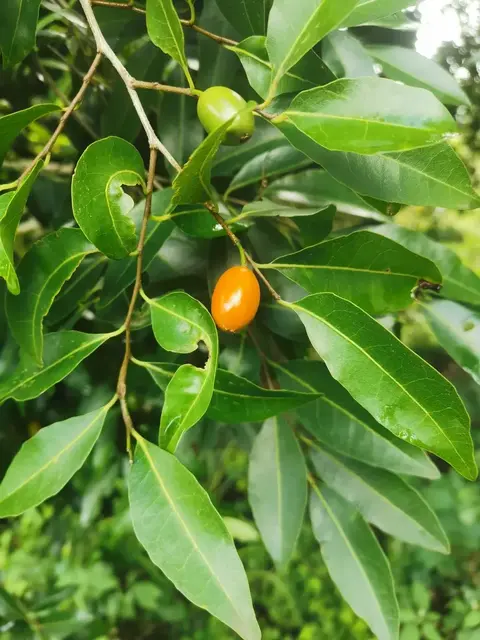 Bush tucker photograph from the Mt Pinbarren Nature Retreat gallery, dated 31 December 2020, 3:08 pm.
