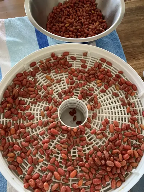 Bush tucker photograph from the Mt Pinbarren Nature Retreat gallery; gallery image 5162.