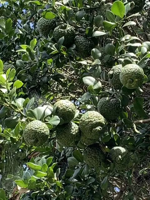 Bush tucker photograph from the Mt Pinbarren Nature Retreat gallery; gallery image 5987.