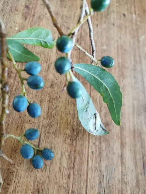 Bush tucker photograph from the Mt Pinbarren Nature Retreat gallery; gallery image 29551c3d.