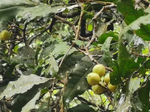 Bush tucker photograph from the Mt Pinbarren Nature Retreat gallery; gallery image image000000.