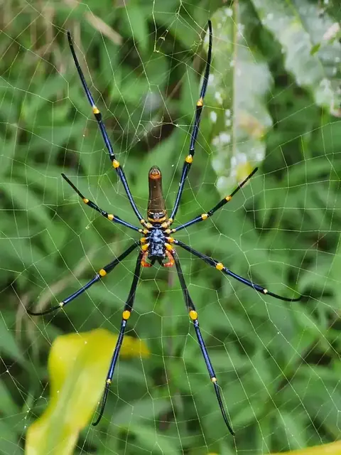 Insect photograph from the Mt Pinbarren Nature Retreat gallery, dated 26 March 2022, 10:55 am.