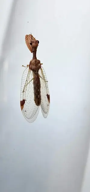 Insect photograph from the Mt Pinbarren Nature Retreat gallery, dated 25 September 2022, 7:48 am.