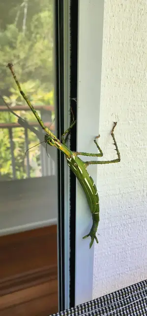 Insect photograph from the Mt Pinbarren Nature Retreat gallery, dated 30 January 2023, 8:54 am.