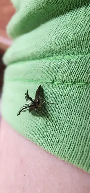Insect photograph from the Mt Pinbarren Nature Retreat gallery, dated 30 January 2023, 9:17 am.