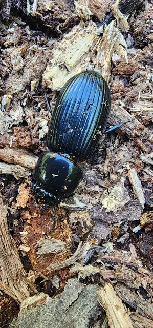 Insect photograph from the Mt Pinbarren Nature Retreat gallery, dated 01 October 2023, 10:28 am.