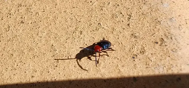 Insect photograph from the Mt Pinbarren Nature Retreat gallery, dated 10 October 2023, 7:55 am.
