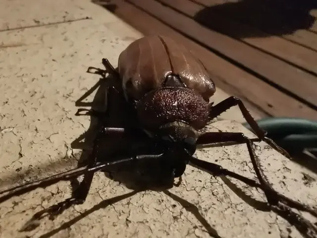 Insect photograph from the Mt Pinbarren Nature Retreat gallery, dated 15 November 2019, 10:00 pm.