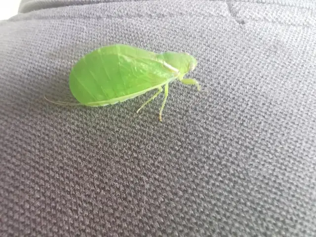 Insect photograph from the Mt Pinbarren Nature Retreat gallery, dated 17 November 2019, 8:08 am.