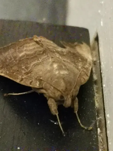 Insect photograph from the Mt Pinbarren Nature Retreat gallery, dated 18 November 2019, 9:39 pm.