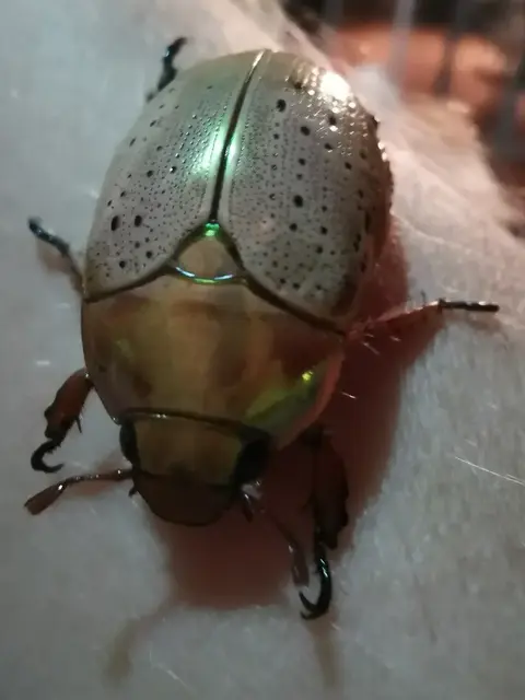 Insect photograph from the Mt Pinbarren Nature Retreat gallery, dated 21 December 2019, 10:25 pm.