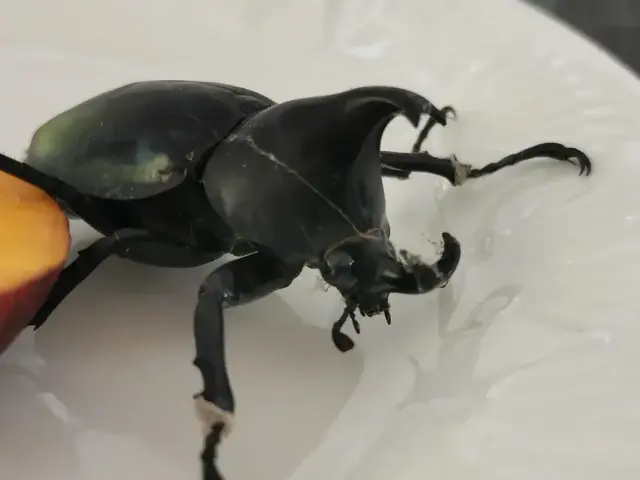 Insect photograph from the Mt Pinbarren Nature Retreat gallery, dated 22 December 2019, 8:20 am.