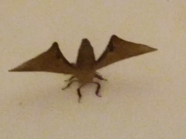 Insect photograph from the Mt Pinbarren Nature Retreat gallery, dated 25 February 2020, 8:53 pm.