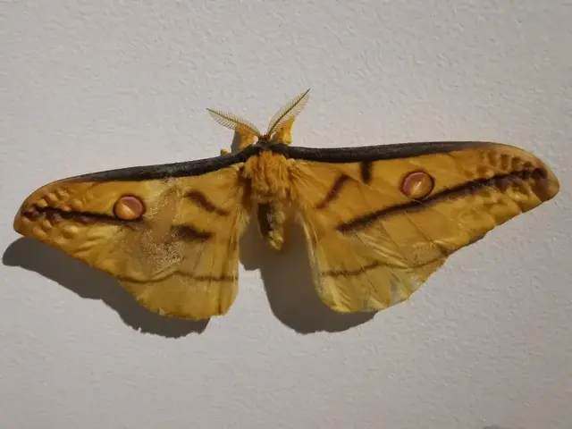 Insect photograph from the Mt Pinbarren Nature Retreat gallery, dated 27 April 2020, 8:58 pm.