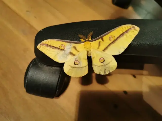 Insect photograph from the Mt Pinbarren Nature Retreat gallery, dated 27 April 2020, 9:00 pm.