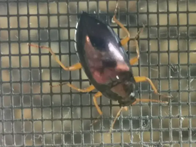 Insect photograph from the Mt Pinbarren Nature Retreat gallery, dated 11 June 2020, 7:34 am.