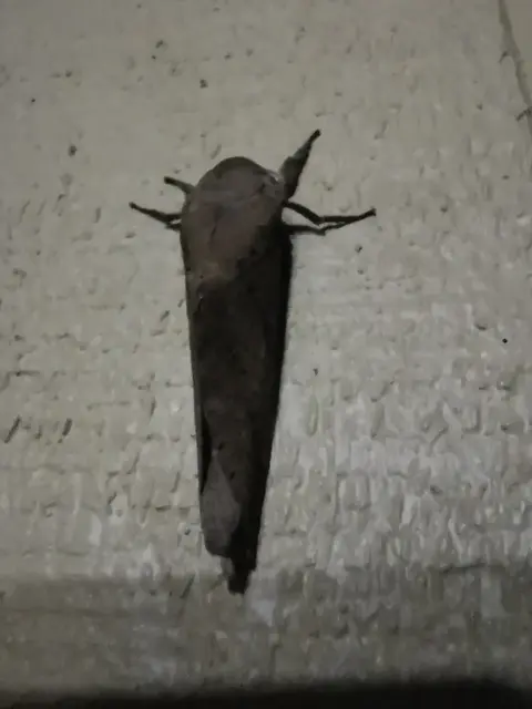 Insect photograph from the Mt Pinbarren Nature Retreat gallery, dated 27 June 2020, 11:25 pm.