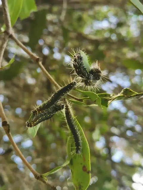 Insect photograph from the Mt Pinbarren Nature Retreat gallery, dated 04 October 2020, 1:01 pm.